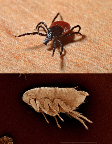 FLEAS AND TICKS Summer Pests FLEAS AND TICKS Summer Pests