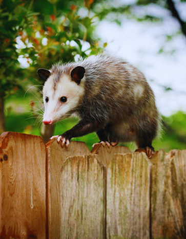 Opossum entering a garden lawn - Opossum Removal