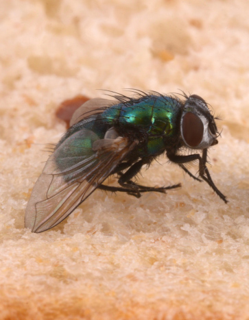 Fly eating on a dropped bread Summer Pests Fly eating on a dropped bread Summer Pests