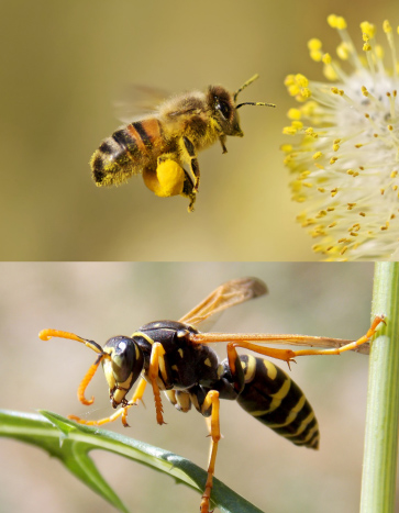 STINGING INSECTS (WASPS, BEES, ETC.) STINGING INSECTS (WASPS, BEES, ETC.)
