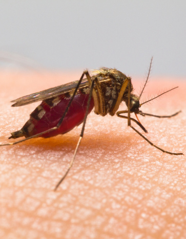 Mosquitoes Summer Pests Mosquitoes Summer Pests