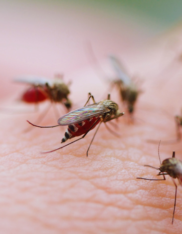 mosquitoes feeding on a human – summer pest control mosquitoes feeding on a human - summer pest control
