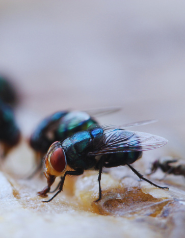 Flies eating picnic food – summer pest control Flies eating picnic food - summer pest control