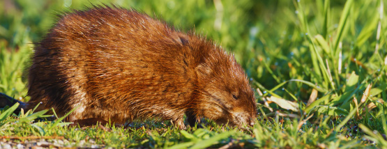 Muskrat hanging out outside a lawn Muskrat hanging out outside a lawn