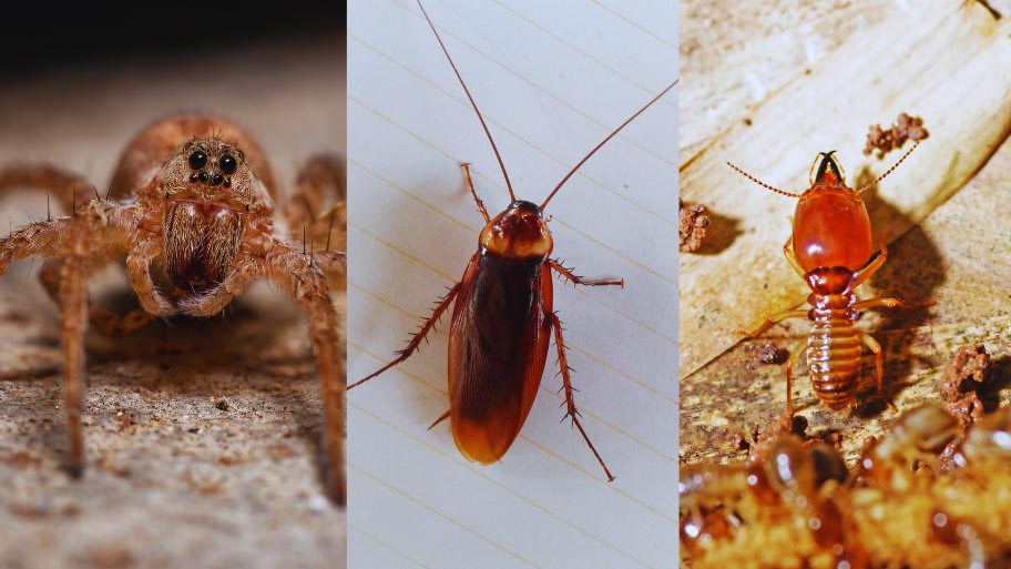 Pest Control in Shell Rock, IA Pest Control in Shell Rock, IA