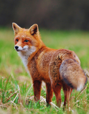 Red Fox on a lawn – Fox Removal Red fox spotted near residential area – fox removal in Waterloo, IA by Bobcat Wildlife & Pest Management