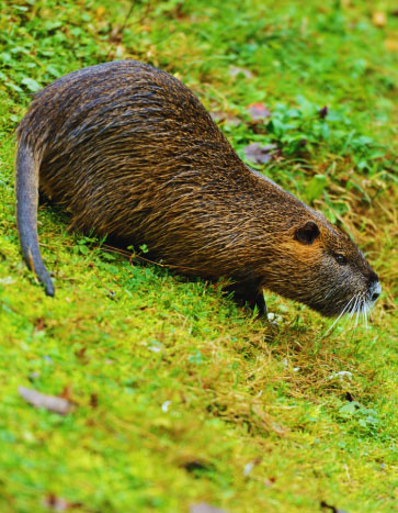 Muskrat in a lawn – Muskrat Removal Muskrat on a lawn - Muskrat Removal