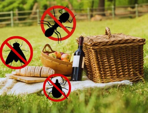 Summer Pest Control: Keeping Your Picnic Bug-Free