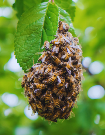Honey Bee Hive – Honey Bee Removal Swarm of honey bees on a tree branch – Honey Bee Removal in Waterloo, IA by Bobcat Wildlife & Pest Management