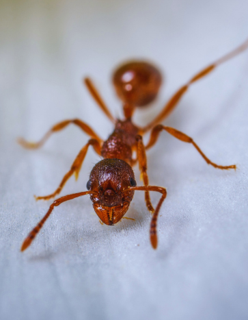 Pavement ant removal