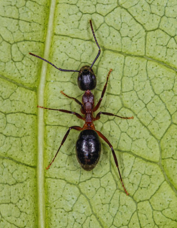 Odorous ant removal