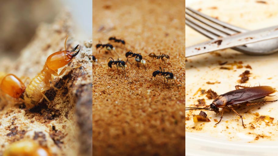 Pest Control in Dunkerton, IA Pest Control in Dunkerton, IA