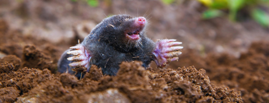 Mole popping out of the Ground Mole popping out of the Ground