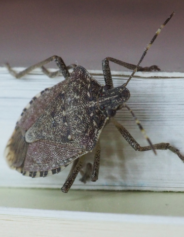 Brown Marmorated Stink Bug Brown Marmorated Stink Bug