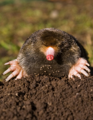 Mole on molehill in lawn – Mole Control Mole emerging from soil – Mole Control in Waterloo, IA by Bobcat Wildlife & Pest Management