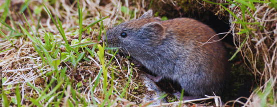 Vole rummaging in a lawn – Vole Removal Vole rummaging in a lawn - Vole Removal