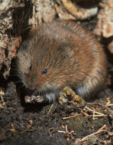 Vole rummaging in a lawn – Vole Removal Vole rummaging in a lawn - Vole Removal