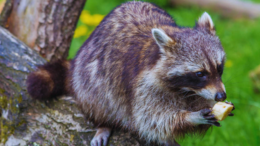 Raccoon Removal in Jesup, IA Raccoon Removal in Jesup, IA