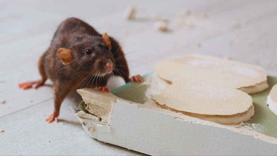 Mice Removal in Jesup, IA Mice Removal in Jesup, IA