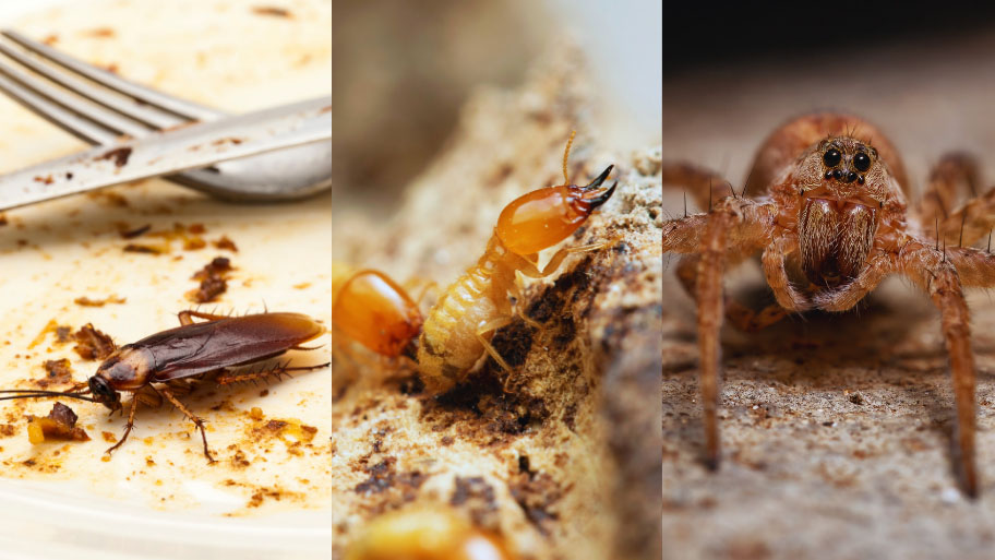 Pest Control in Jesup, IA Pest Control in Jesup, IA