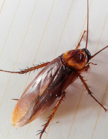 Close-up of a cockroach, a common pest in Waterloo, IA – Bobcat Wildlife & Pest Management provides expert cockroach pest control services Close-up of a cockroach, a common pest in Waterloo, IA – Bobcat Wildlife & Pest Management provides expert cockroach pest control services