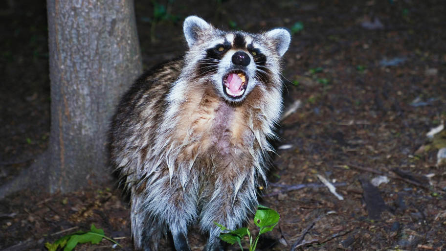 Raccoon Removal in Gilbertville, IA Raccoon Removal in Gilbertville, IA