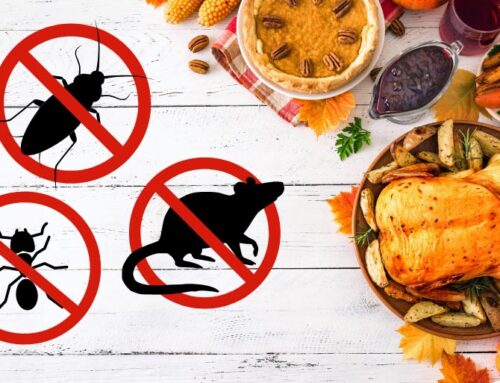 Thanksgiving Pest Control: Avoid Unwanted Guests This Year