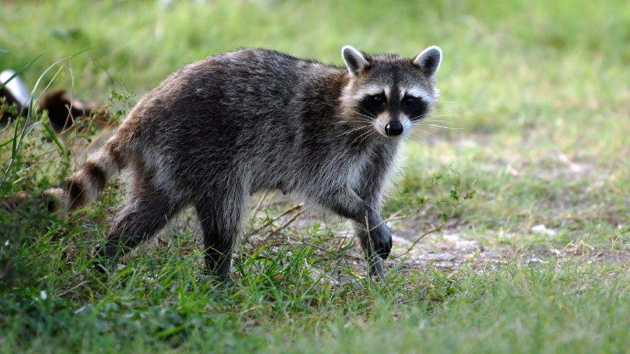 Raccoon Removal in Dike, IA Raccoon Removal in Dike, IA