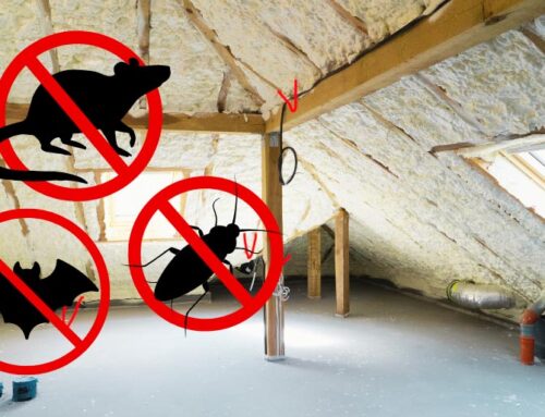 Attic Insulation and Pest Control: Why You Need to Replace Contaminated Insulation