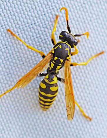 Close up shot of a paper wasp – Wasp Pest Control Close up shot of a paper wasp - Wasp Pest Control