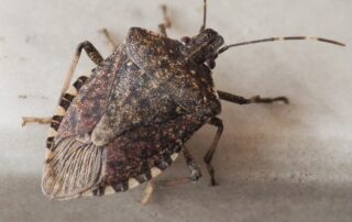 Brown Marmorated Stink Bug Crawling in a Window - How to Get Rid of Stink Bugs