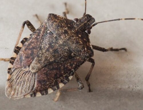 How to Get Rid of Stink Bugs in Waterloo Homes During Winter