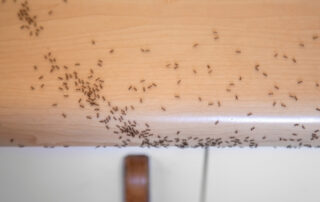 Ant infestation on a kitchen countertop in Waterloo, IA. Learn how to get rid of ants in the kitchen with Bobcat Wildlife & Pest Management's expert pest control services