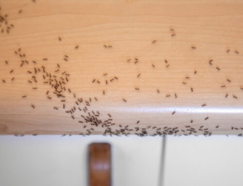 How to Get Rid of Ants in the Kitchen: Spring Pest Problems in Waterloo, IA