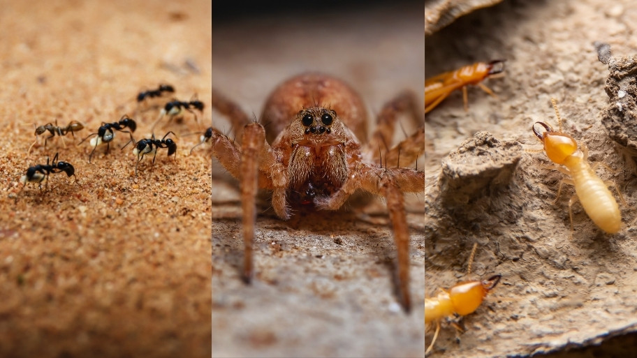Pest Control in Waverly, IA Pest Control in Waverly, IA