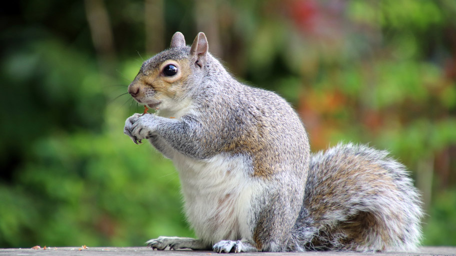 Squirrel Removal in Shell Rock, IA