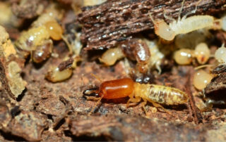 Termites on damaged wood — showing early signs of infestation for homeowners learning how to get rid of termites in Waterloo, IA with Bobcat Wildlife & Pest Management