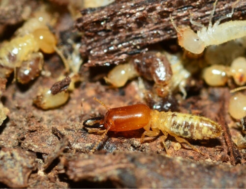 How to Get Rid of Termites Fast: What Waterloo Homeowners Need to Know This Spring