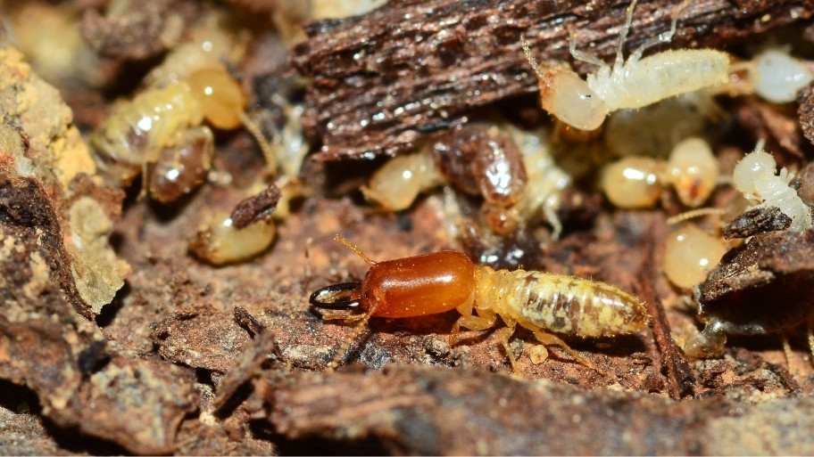 Termites on damaged wood — showing early signs of infestation for homeowners learning how to get rid of termites in Waterloo, IA with Bobcat Wildlife & Pest Management