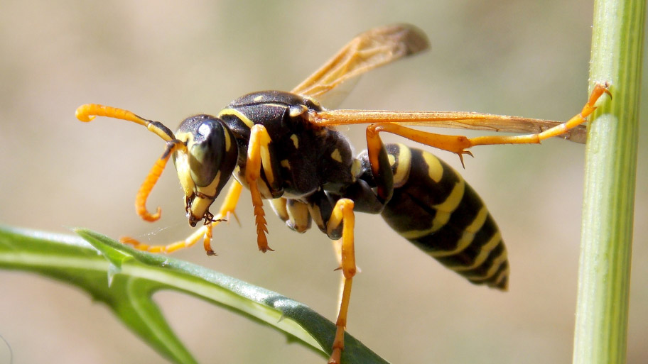 Wasp Removal in Waterloo, IA Wasp Removal in Waterloo, IA