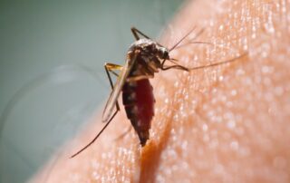 Close-up of a mosquito biting skin in Waterloo, IA—Bobcat Wildlife & Pest Management explains how to keep mosquitoes away from your yard this summer