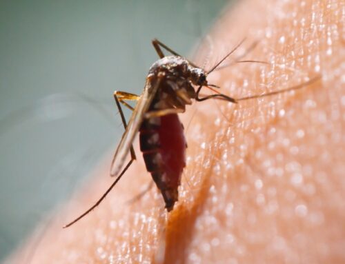 How to Keep Mosquitoes Away from Your Waterloo Yard This Summer