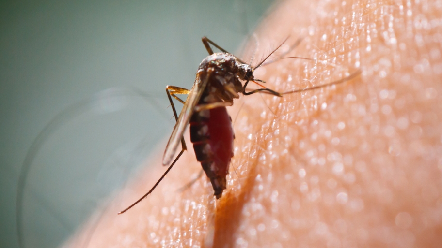 Close-up of mosquito biting skin Close-up of a mosquito biting skin in Waterloo, IA—Bobcat Wildlife & Pest Management explains how to keep mosquitoes away from your yard this summer