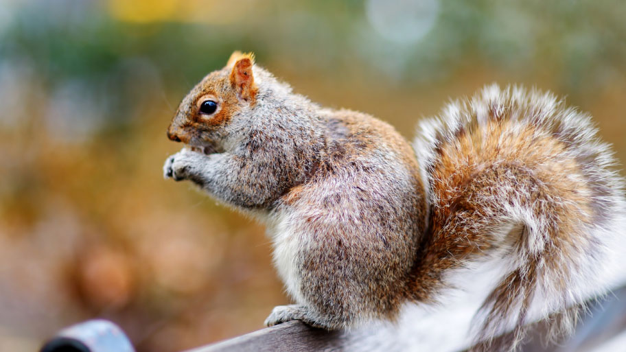 Squirrel Removal in Jesup, IA Squirrel Removal in Jesup, IA