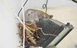 A bird nesting on a home light fixture in Waterloo, IA — Bobcat Wildlife & Pest Management explains how to stop birds from nesting with safe prevention tips