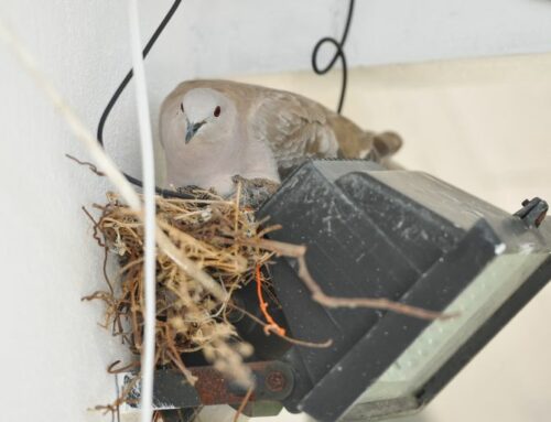 How to Stop Birds from Nesting: Expert Tips for Waterloo Residents