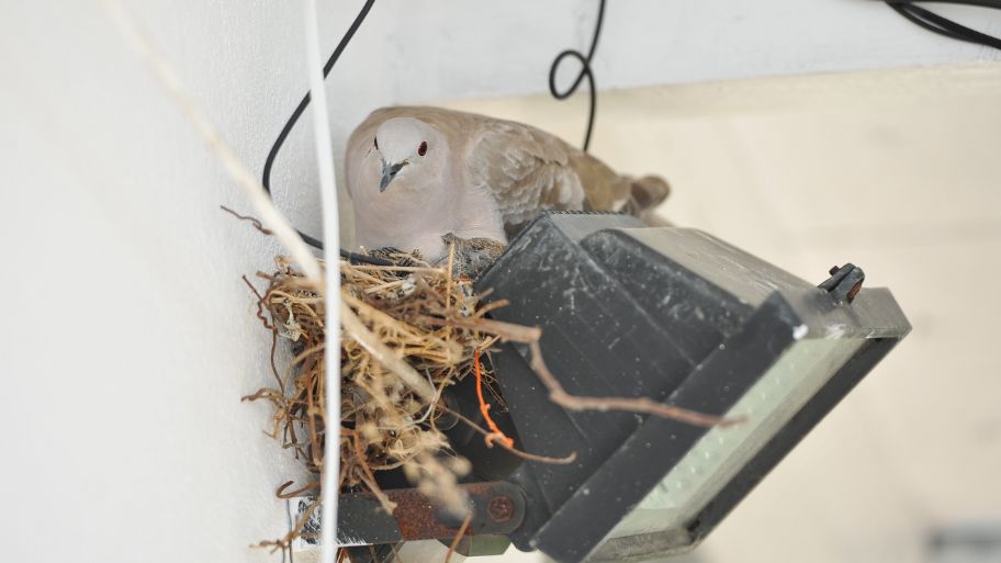 A bird nesting on a home light fixture in Waterloo, IA — Bobcat Wildlife & Pest Management explains how to stop birds from nesting with safe prevention tips A bird nesting on a home light fixture in Waterloo, IA — Bobcat Wildlife & Pest Management explains how to stop birds from nesting with safe prevention tips