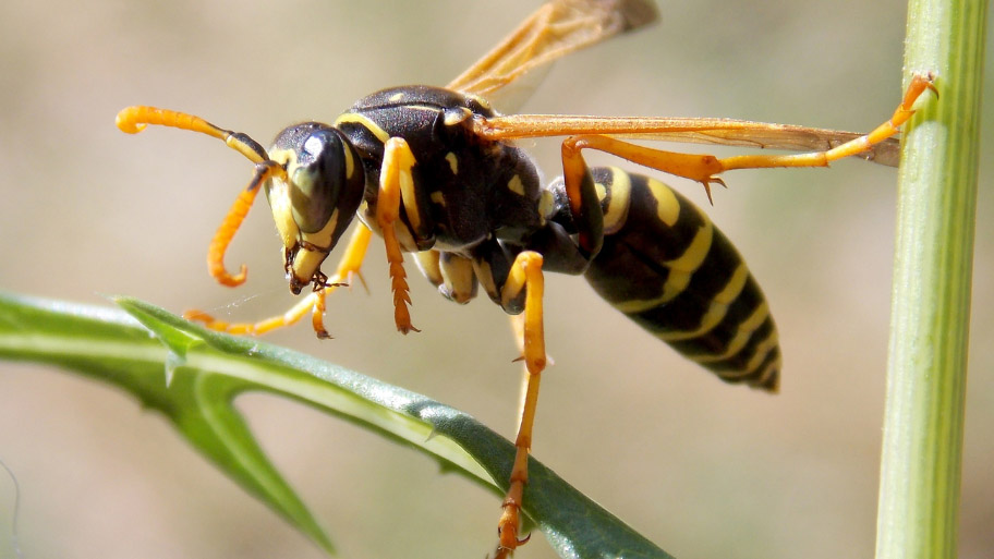 Wasp Removal in Waverly, IA Wasp Removal in Waverly, IA