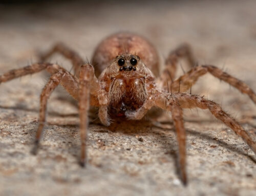 How to Keep Spiders Out of the Basement This Summer in Waterloo