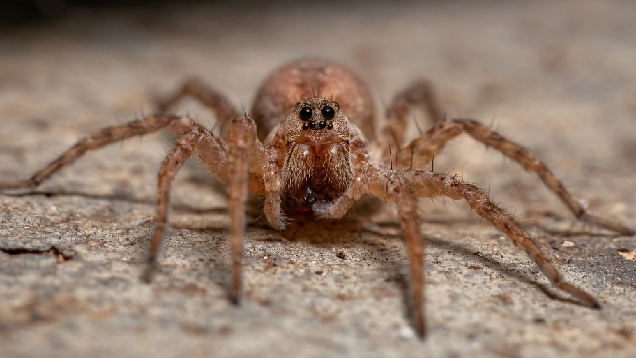 Wolf spider found in a Waterloo, IA home – Bobcat Pest Control Waterloo offers expert advice on how to keep spiders out of the basement